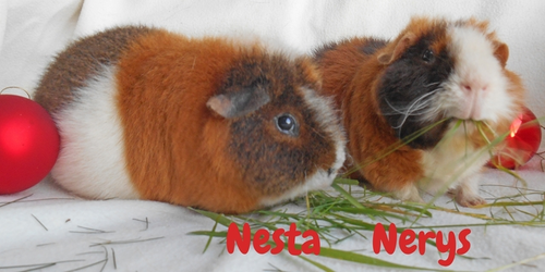 Nerys group - Christmas 2015.webp Nerys group - Christmas 2015.webp