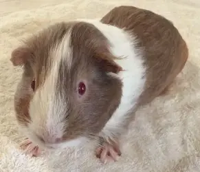 Ollie - cropped.webp