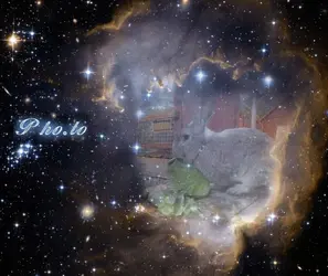 funny.pho.to_among_the_stars.webp