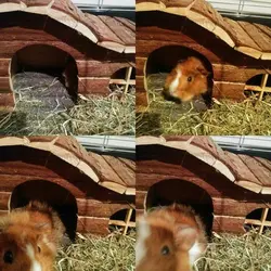 gnar.webp