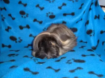 Elvis Pigsley 2005 b.webp