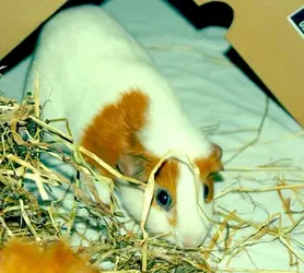image.webp