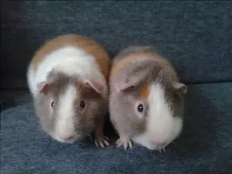Padraig & Seamus  12.01.16 a.webp