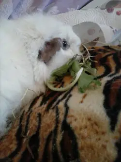 CAM00203.webp