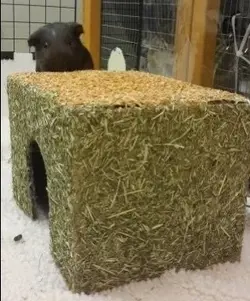 carrot house 2.webp