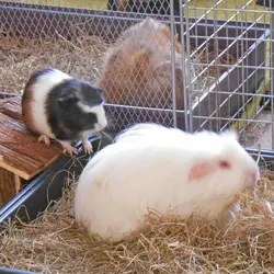 upload_2016-1-23_20-38-25.webp