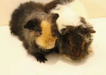 New piggies 4 weeks old 08.01.16 a.webp