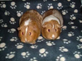Tweedledee and Tweedle dum 2005 a.webp Tweedledee and Tweedle dum 2005 a.webp