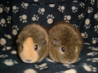 Peaches and Primrose 2005.webp Peaches and Primrose 2005.webp