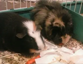 pigs.webp