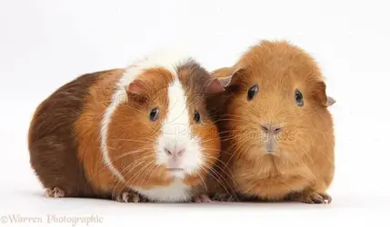 35269-Two-Guinea-pigs-white-background.webp 35269-Two-Guinea-pigs-white-background.webp