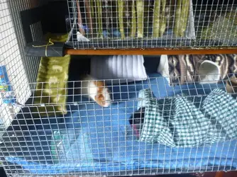 guineapigs again 022.webp guineapigs again 022.webp
