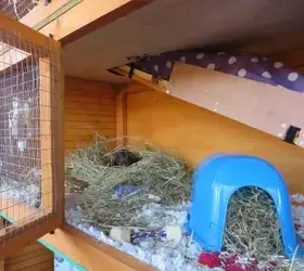 Bess in hay tray.webp