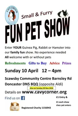 Cavy Corner Fun Day 04.16.webp