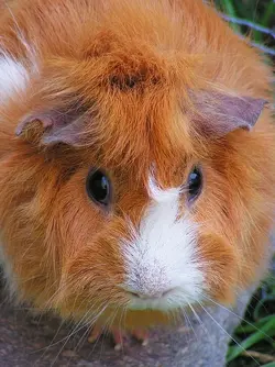 guinea-pig-503679_960_720.webp