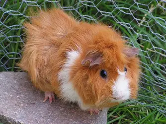 guinea-pig-503735_960_720.webp