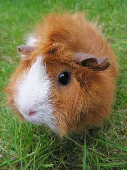 guinea-pig-503678_960_720.webp