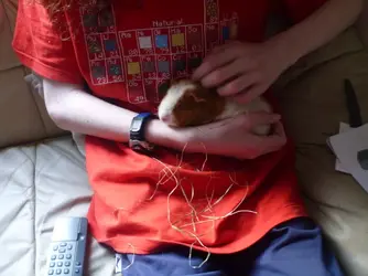 Guinea Pigs and Wedding 005.webp Guinea Pigs and Wedding 005.webp