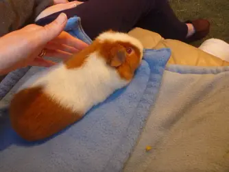 guineapigs again 034.webp guineapigs again 034.webp