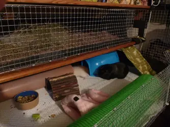 Guinea Pigs and Wedding 011.webp Guinea Pigs and Wedding 011.webp