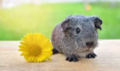 guinea-pig-785041_960_720.webp