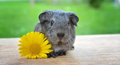 guinea-pig-785043_960_720.webp
