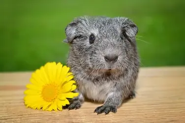 guinea-pig-768746_960_720.webp