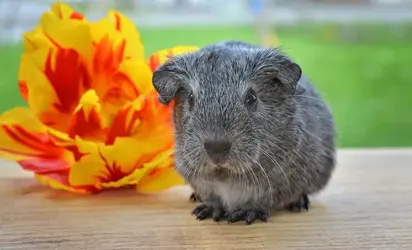 guinea-pig-785052_960_720.webp