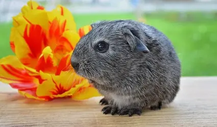 guinea-pig-785046_960_720.webp