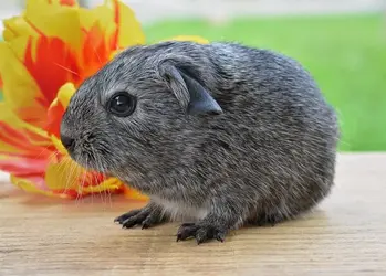 guinea-pig-754577_960_720.webp