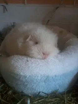 Yeti on bed.webp