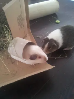 gus and walter.webp