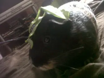 Down-20120619-00147.webp