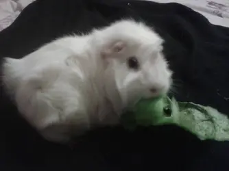 downloadfile-18.webp