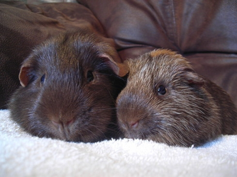 Bess and Sparkle adoption picture - web size.webp Bess and Sparkle adoption picture - web size.webp