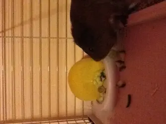 image.webp