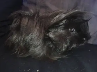 Kali 12 wks 1.webp Kali 12 wks 1.webp