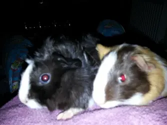piggie pics.webp