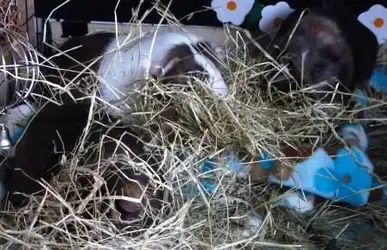 Hay for Pets.webp