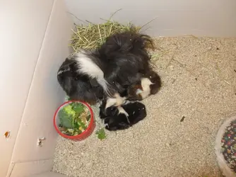 Rebecca & Babies.webp