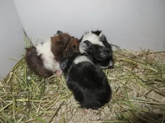 Babies 2.webp