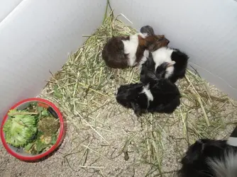 Babies 3.webp