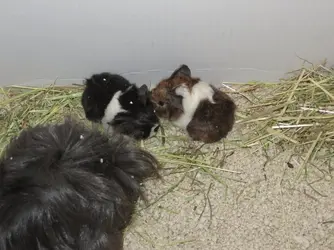 Babies - Brown & BW.webp
