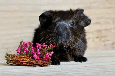 guinea-pig-658717_960_720.webp