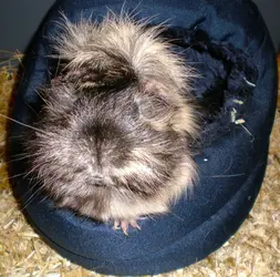 Scruff1.webp