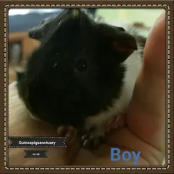 Norman Gormans -Amy boy1.webp
