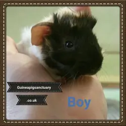 Norman Gormans -Amy boy2.webp Norman Gormans -Amy boy2.webp