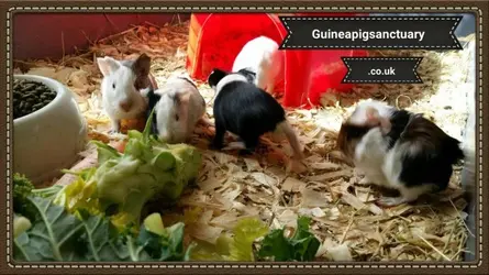 Norman Gormans - Betsy 5 babies.webp