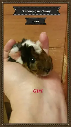 Norman Gormans - Betsy girl3.webp