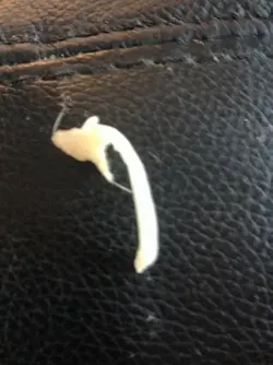 Monty's sperm rod.webp
